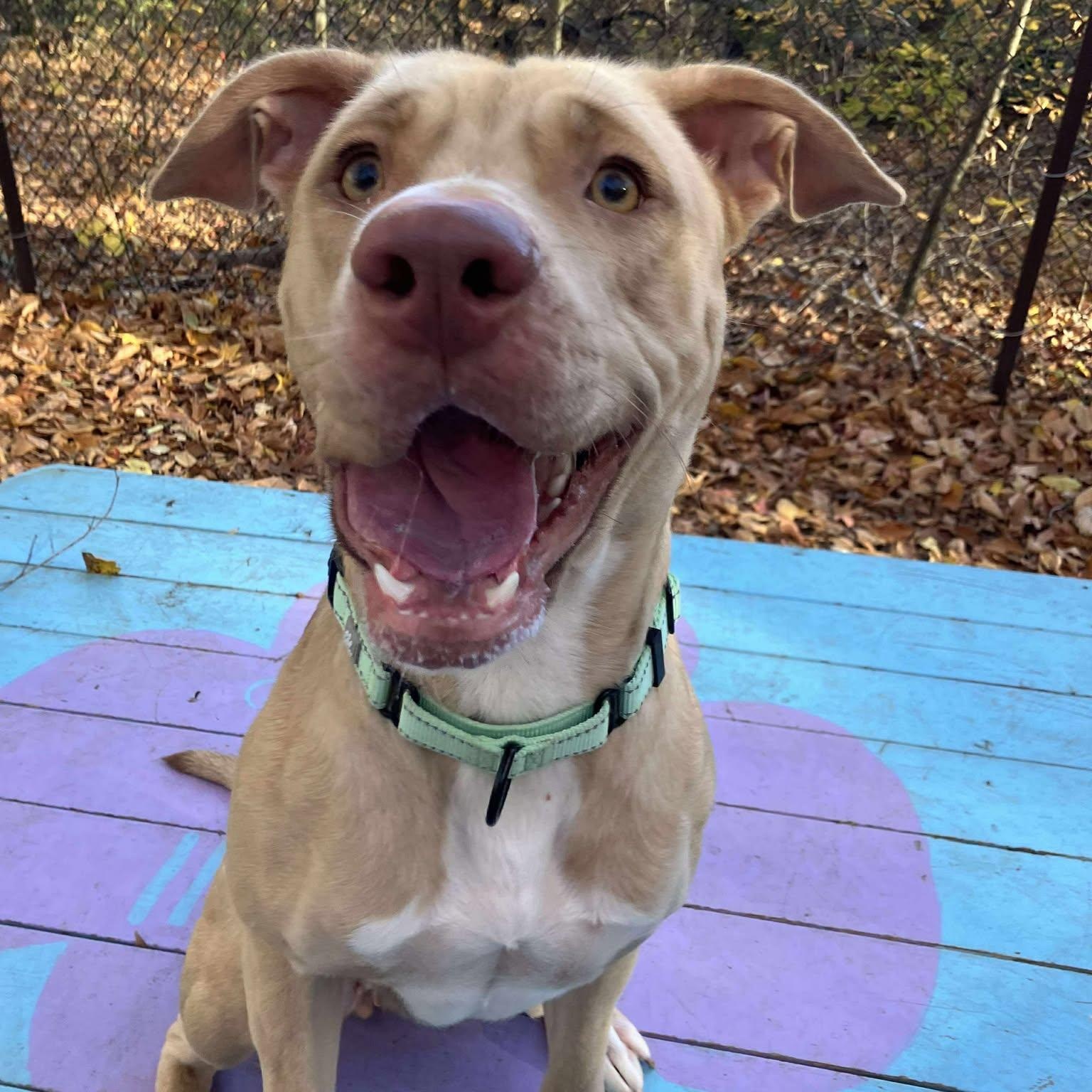 Yam, Adoptable, Adult Female Yellow Labrador Retriever.