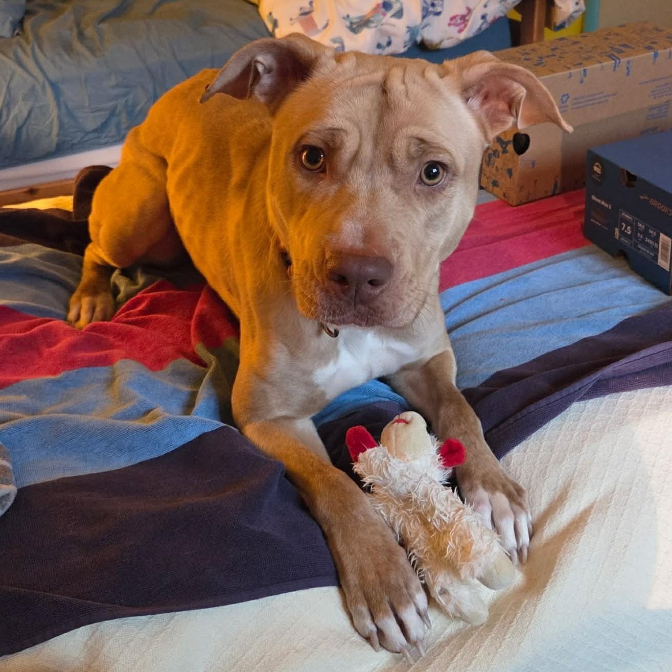 Yam, Adoptable, Adult Female Yellow Labrador Retriever.