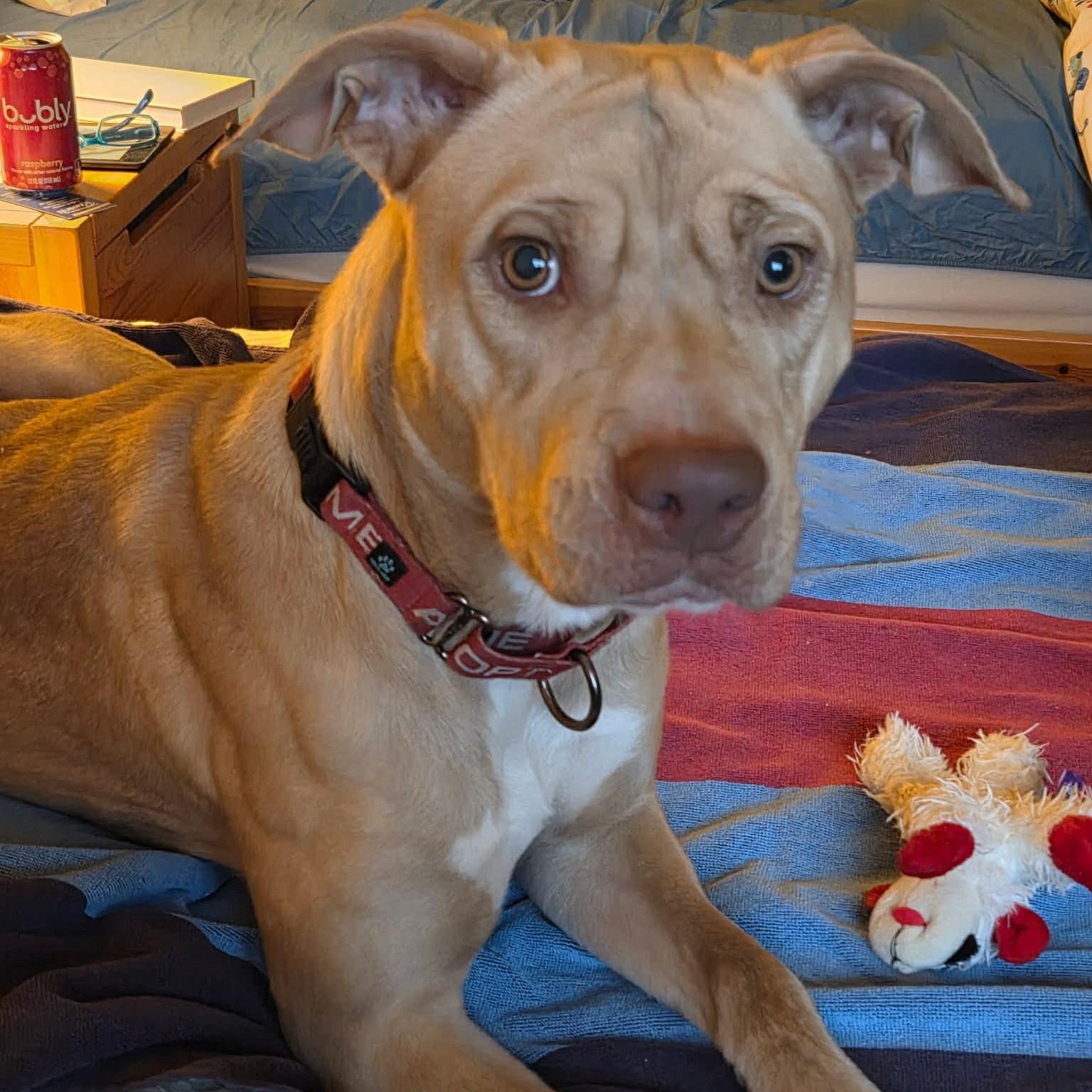 Yam, a Adoptable mixed breed in Sunderland, MD image 2/6