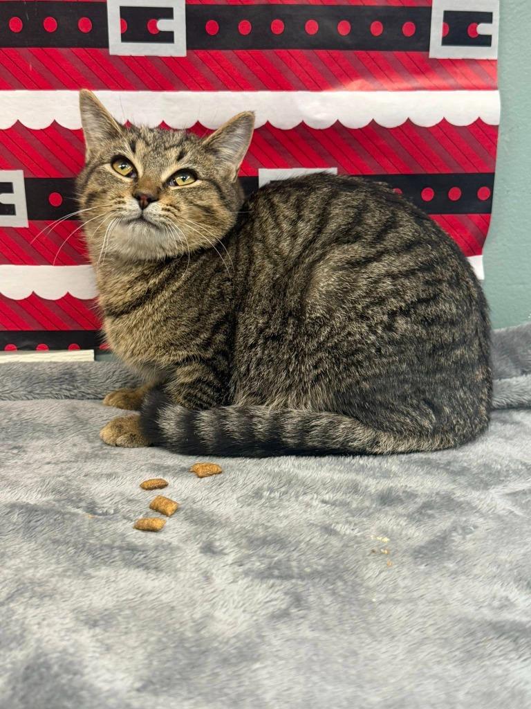 Enlarge Cricket, a Adoptable mixed breed in Rensselaer, IN image 1/1