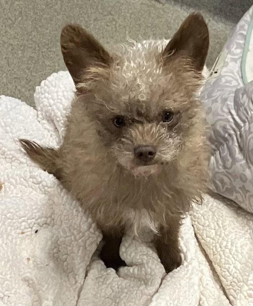 Radar 9 months NO KIDS UNDER 10, Adoptable, Young Male Shih Tzu.