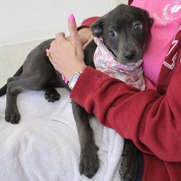 Enlarge Lydia, a Adoptable Terrier in Birmingham, AL image 1/1