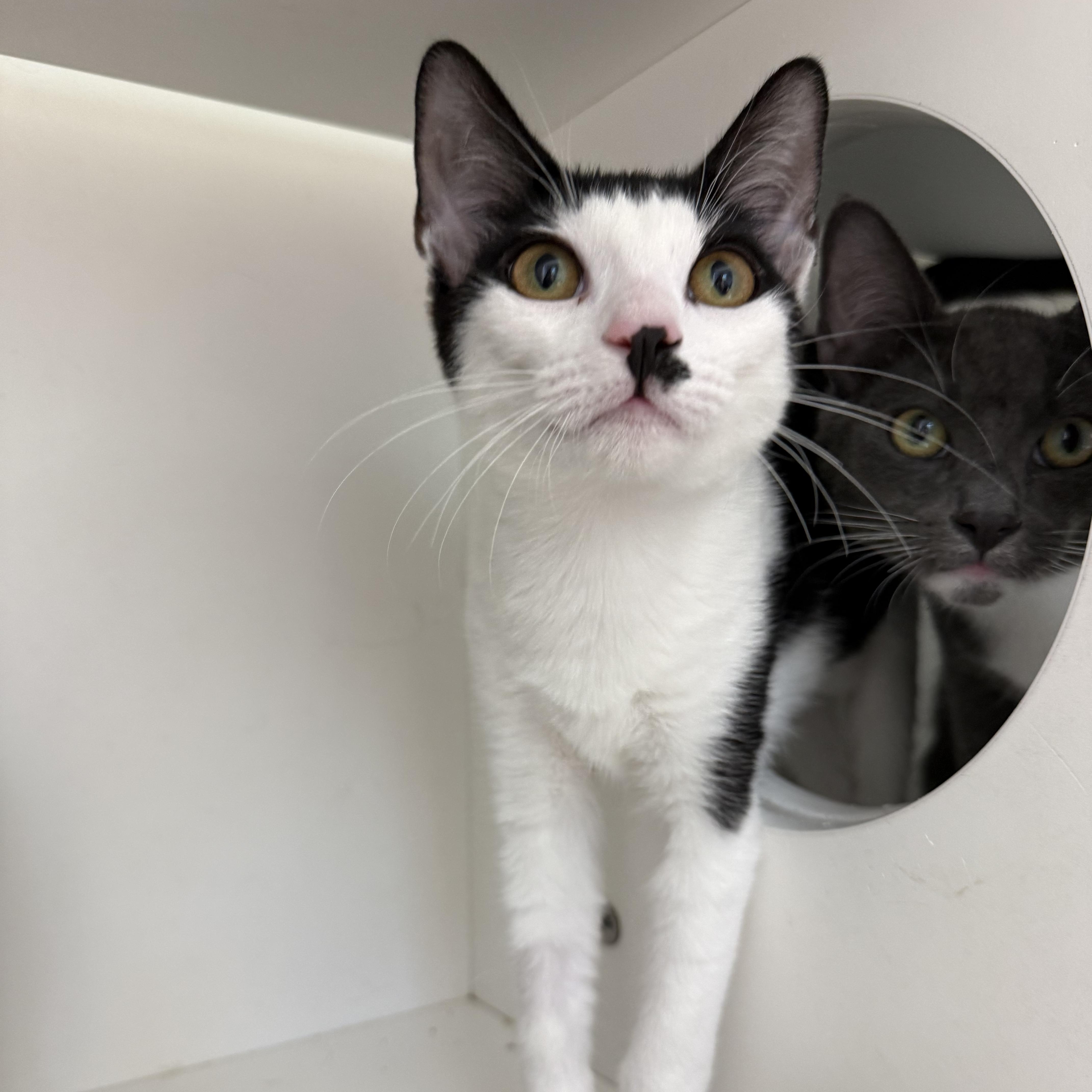 Enlarge Java Chip, a Adoptable Domestic Short Hair in Antioch, CA image 2/4