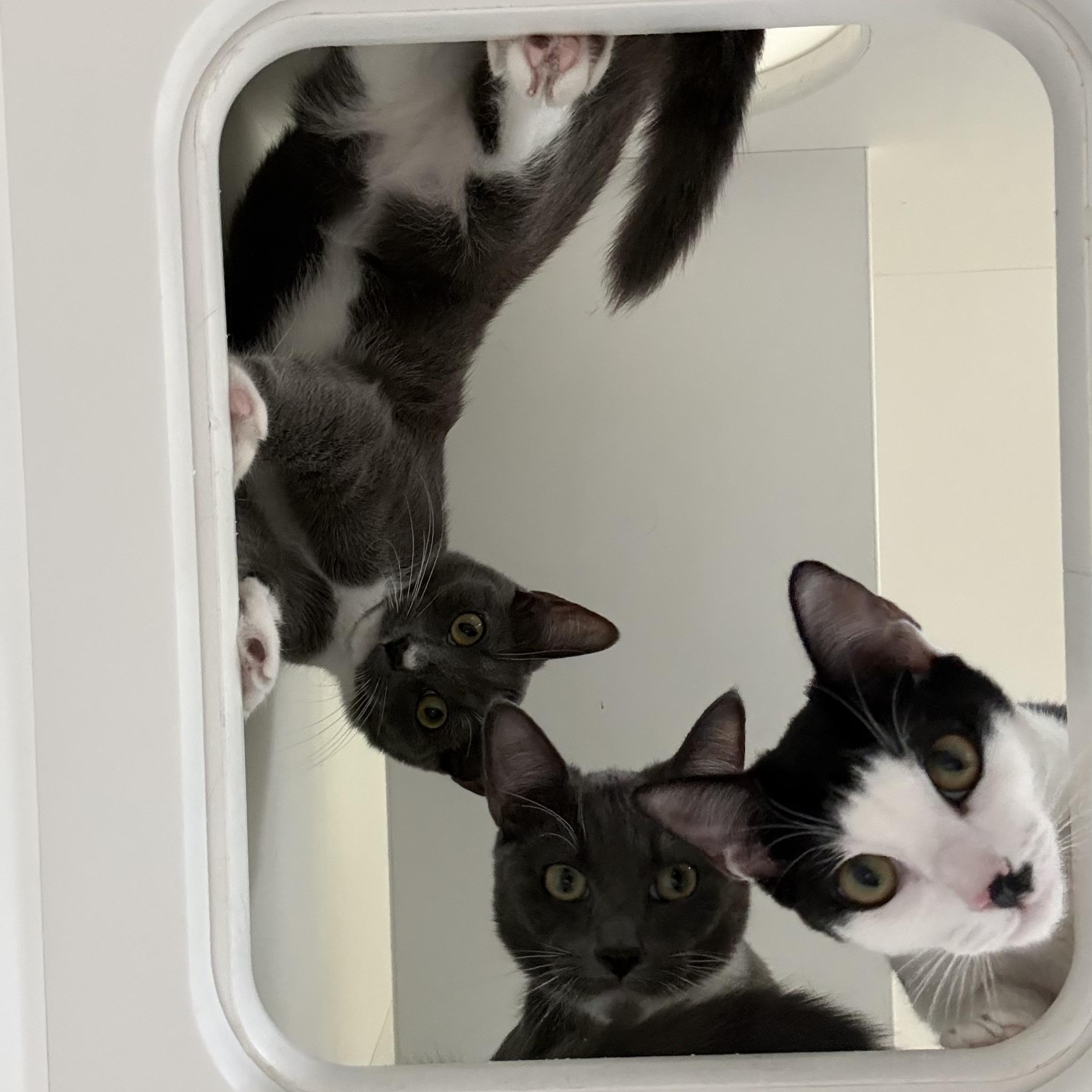 Enlarge Java Chip, a Adoptable Domestic Short Hair in Antioch, CA image 4/4