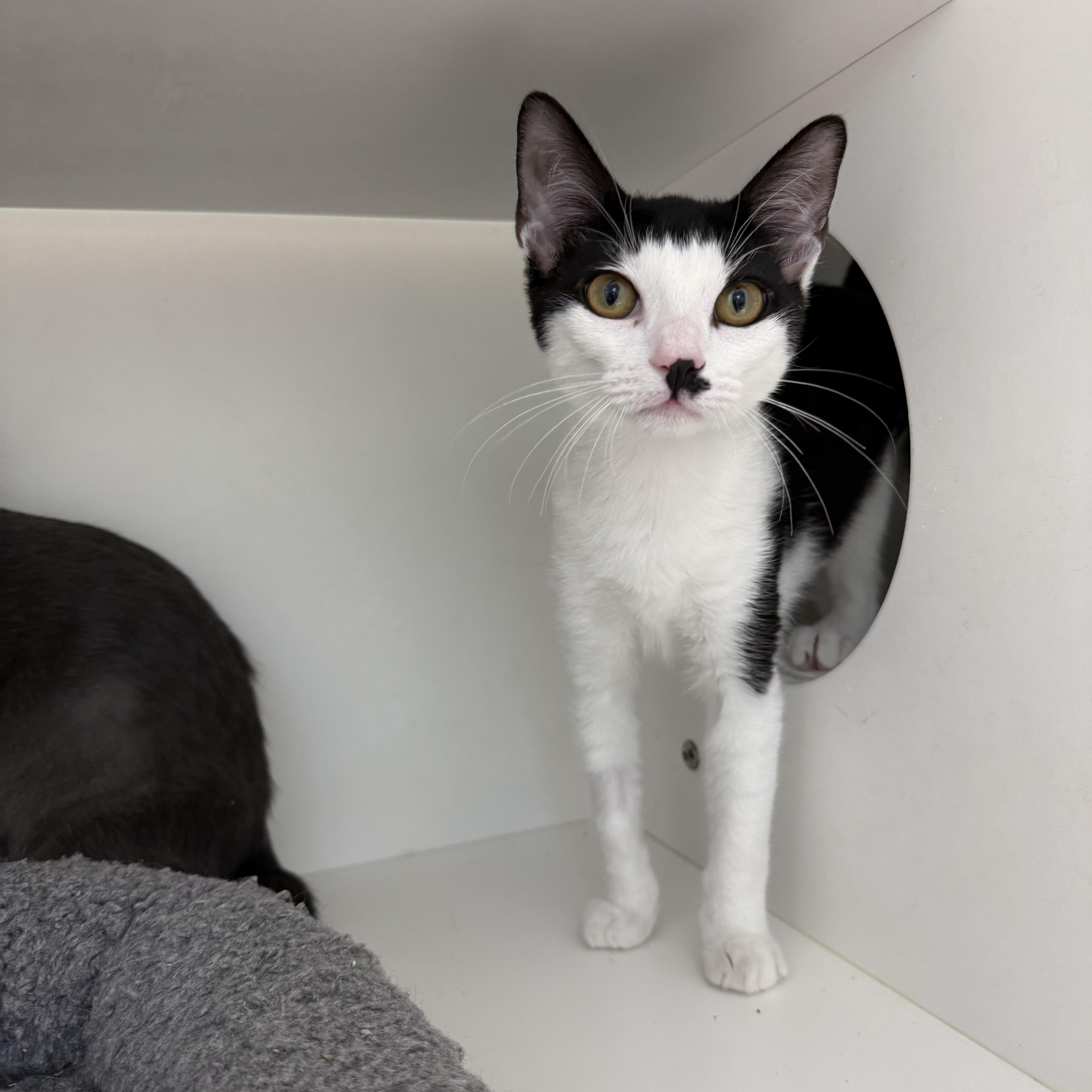 Enlarge Java Chip, a Adoptable Domestic Short Hair in Antioch, CA image 1/4