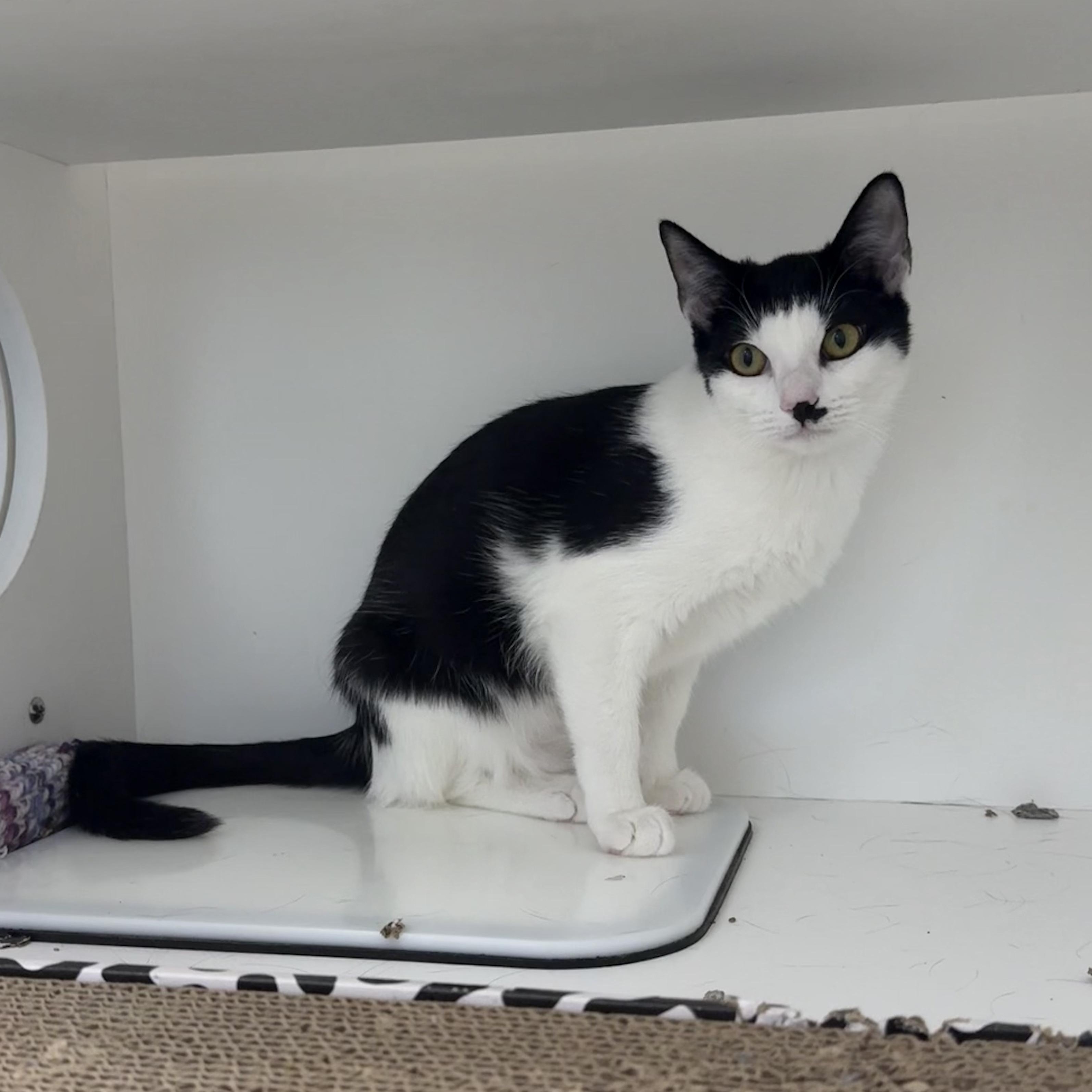 Enlarge Java Chip, a Adoptable Domestic Short Hair in Antioch, CA image 3/4