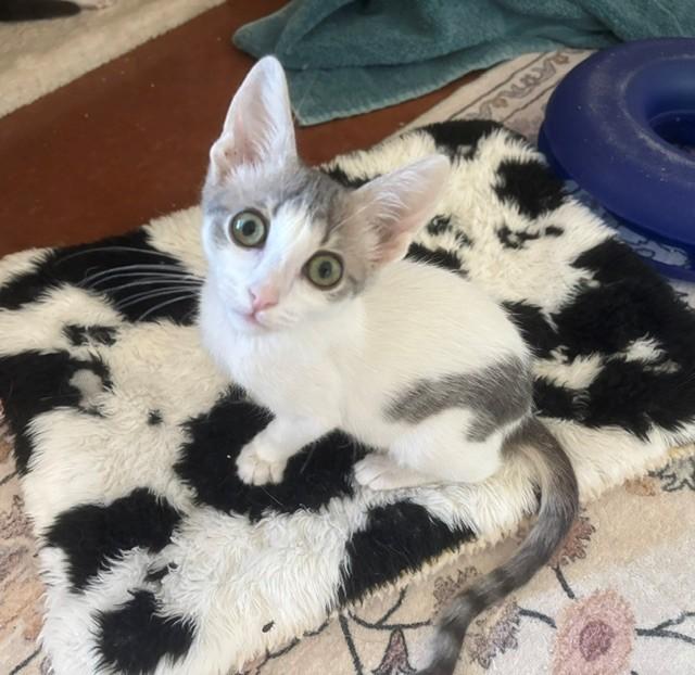 Panini (male), ADOPTABLE, Kitten Male Domestic Short Hair.