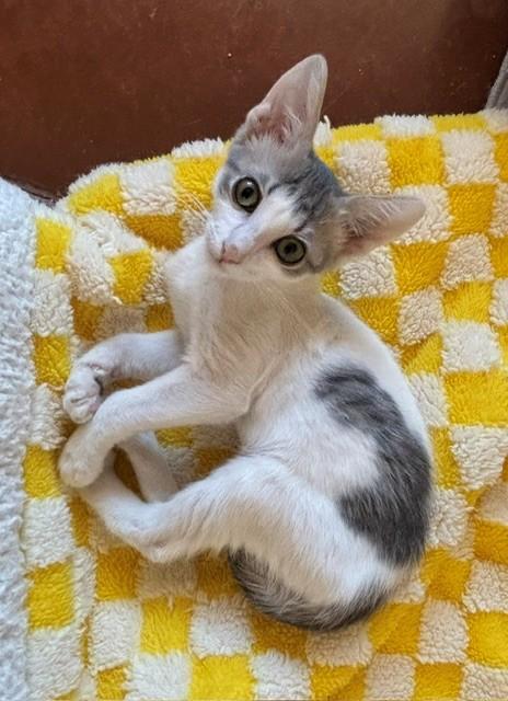 Panini (male), ADOPTABLE, Young Male Domestic Short Hair.