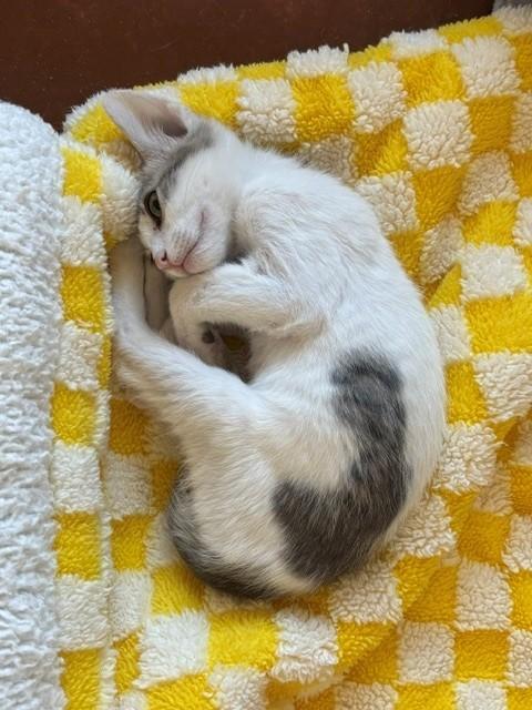 Panini (male), a ADOPTABLE Domestic Short Hair in Sierra Vista, AZ image 2/3
