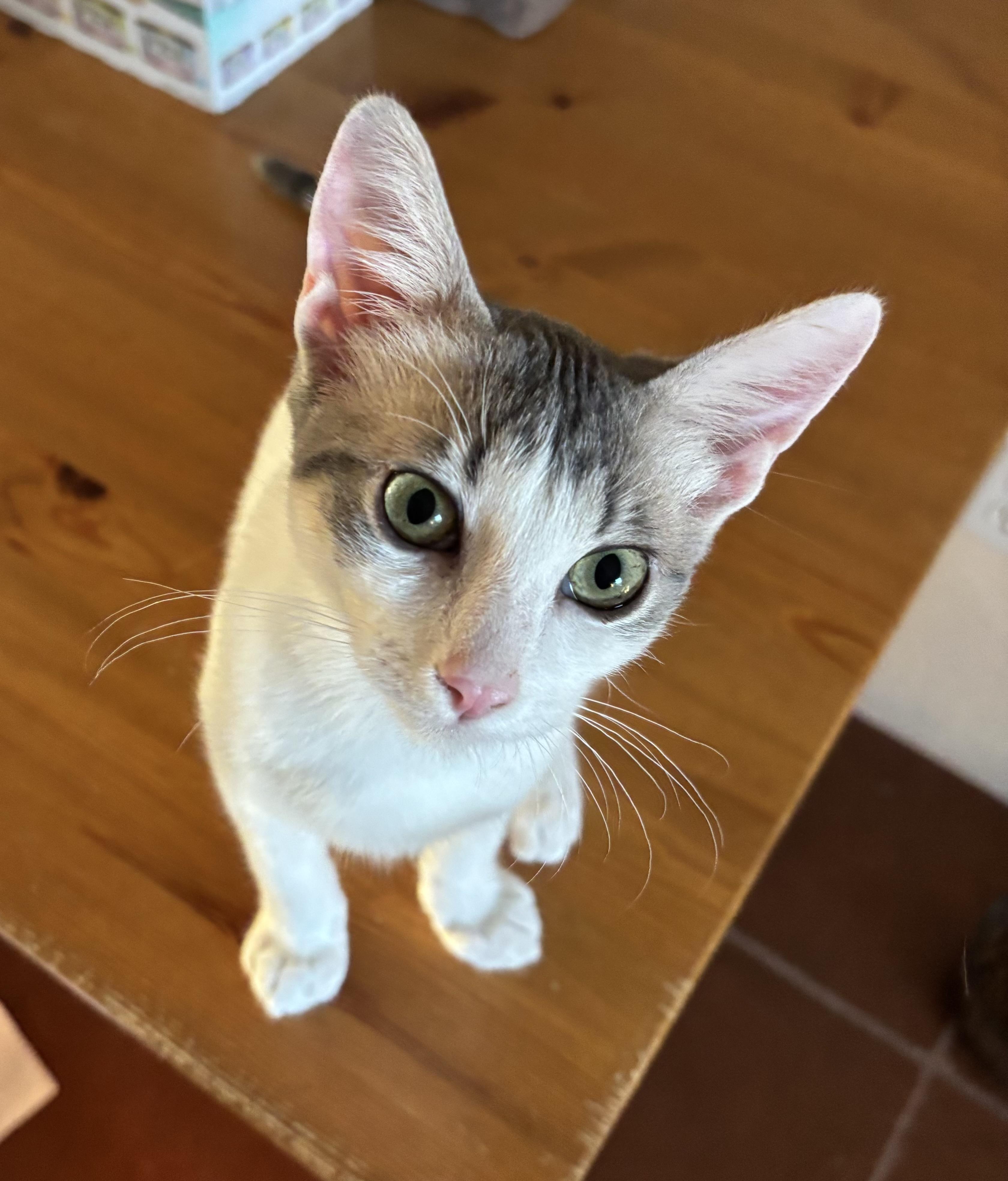 Enlarge Panini (male), a ADOPTABLE Domestic Short Hair in Sierra Vista, AZ image 2/4