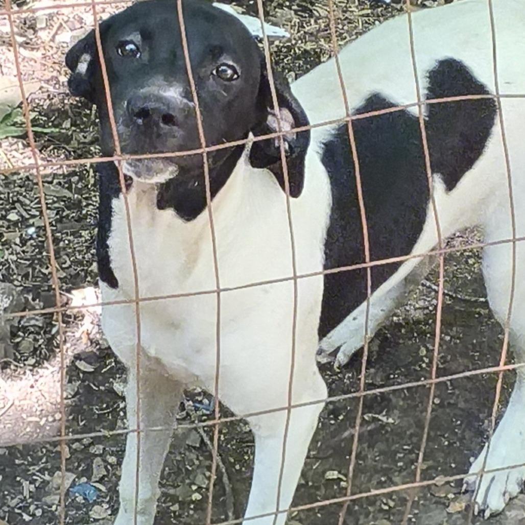 Remmy, Adoptable, Young Female Bluetick Coonhound.