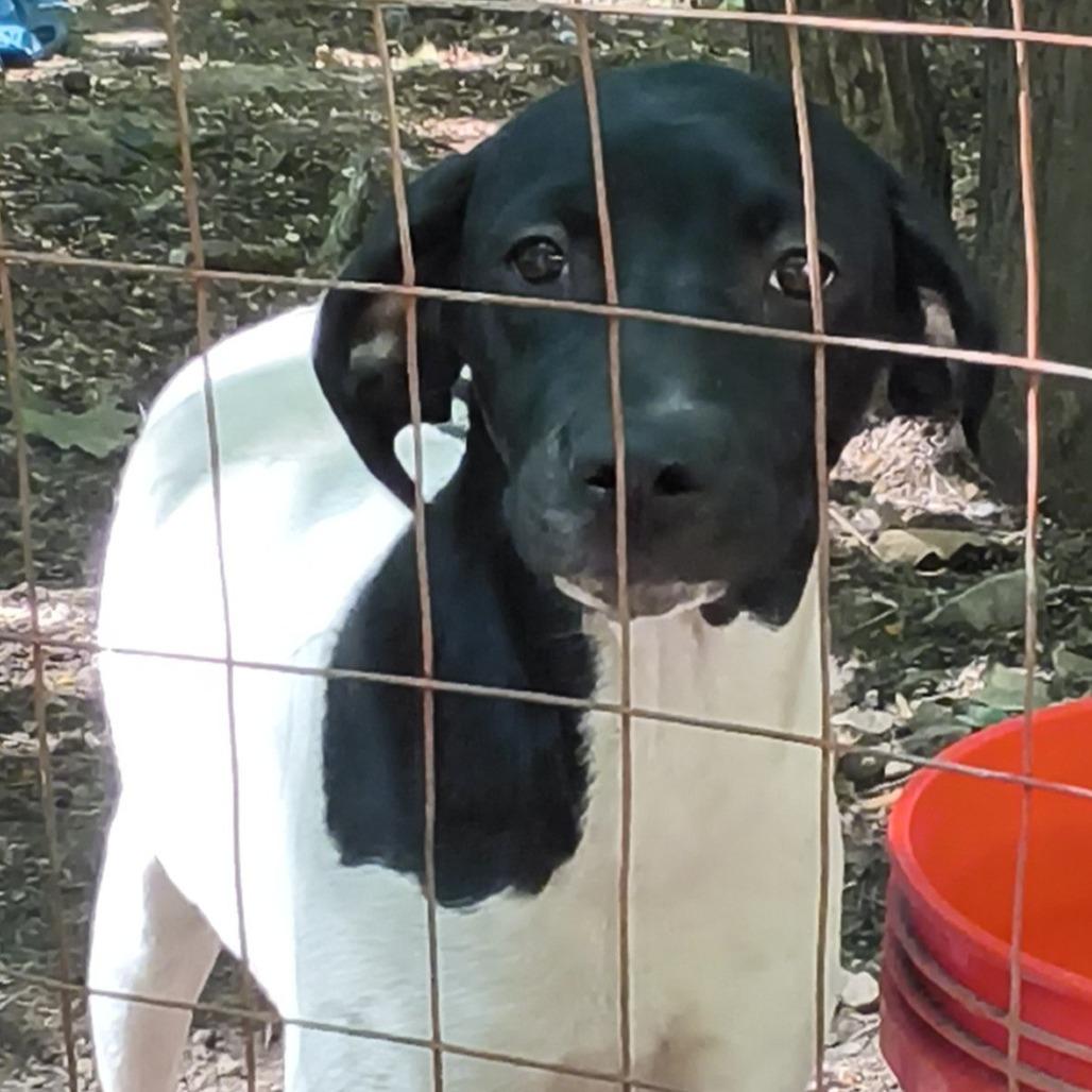 Enlarge Remmy, a Adoptable Bluetick Coonhound in Rossville, GA image 2/2