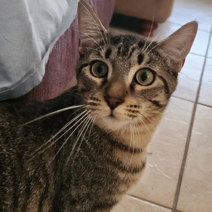 Enlarge Halle, a Adoptable Domestic Short Hair in Titusville, FL image 1/1