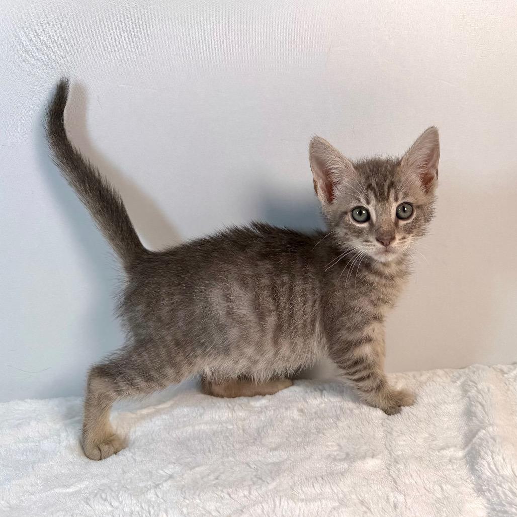 Samwise Gamgee, Adoptable, Kitten Male Domestic Short Hair.