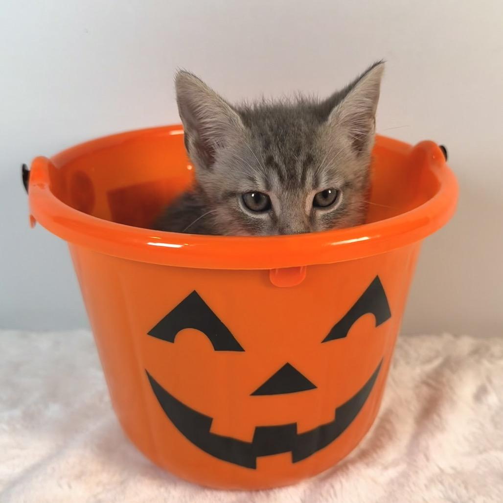 Enlarge Samwise Gamgee, a Adoptable Domestic Short Hair in Johnson City, TN image 2/4