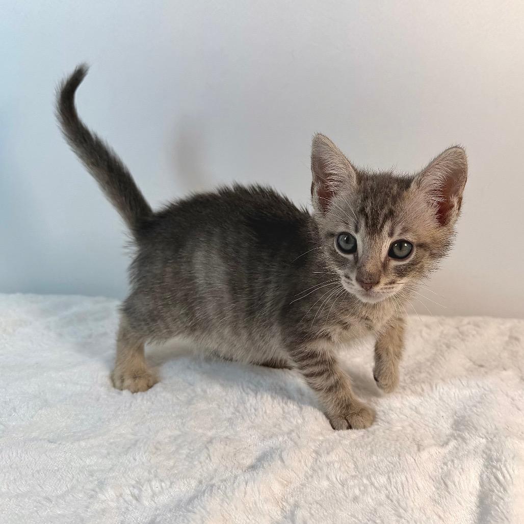 Enlarge Samwise Gamgee, a Adoptable Domestic Short Hair in Johnson City, TN image 3/4