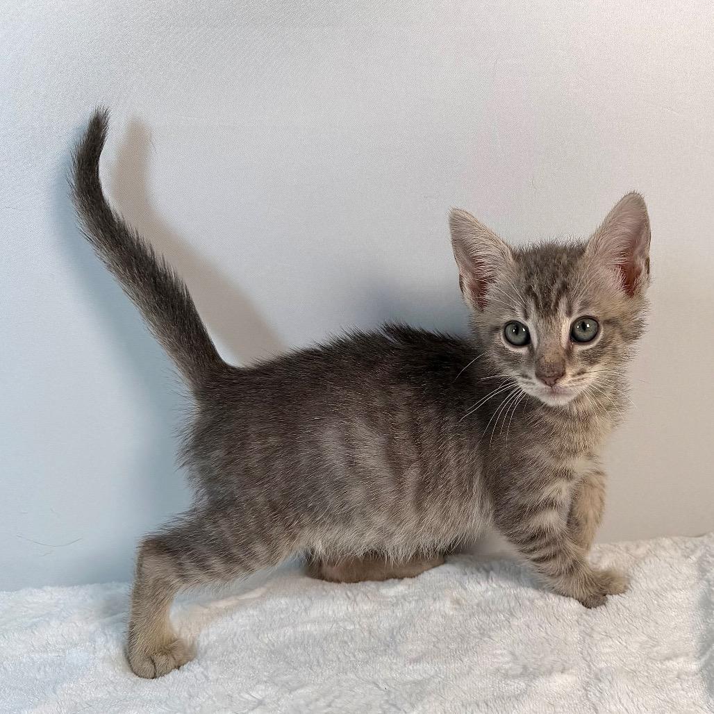 Enlarge Samwise Gamgee, a Adoptable Domestic Short Hair in Johnson City, TN image 4/4