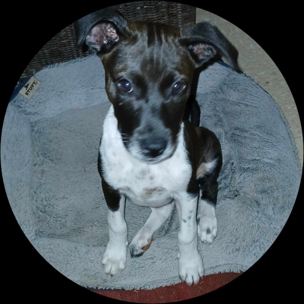 Nandi, Adoptable, Young Female Mixed Breed.