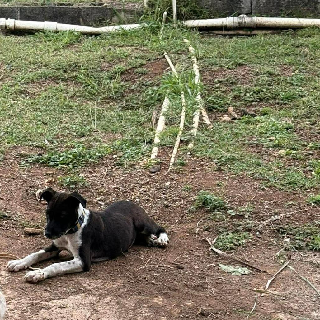 Nandi, a Adoptable Mixed Breed in Frederiksted, VI image 2/4