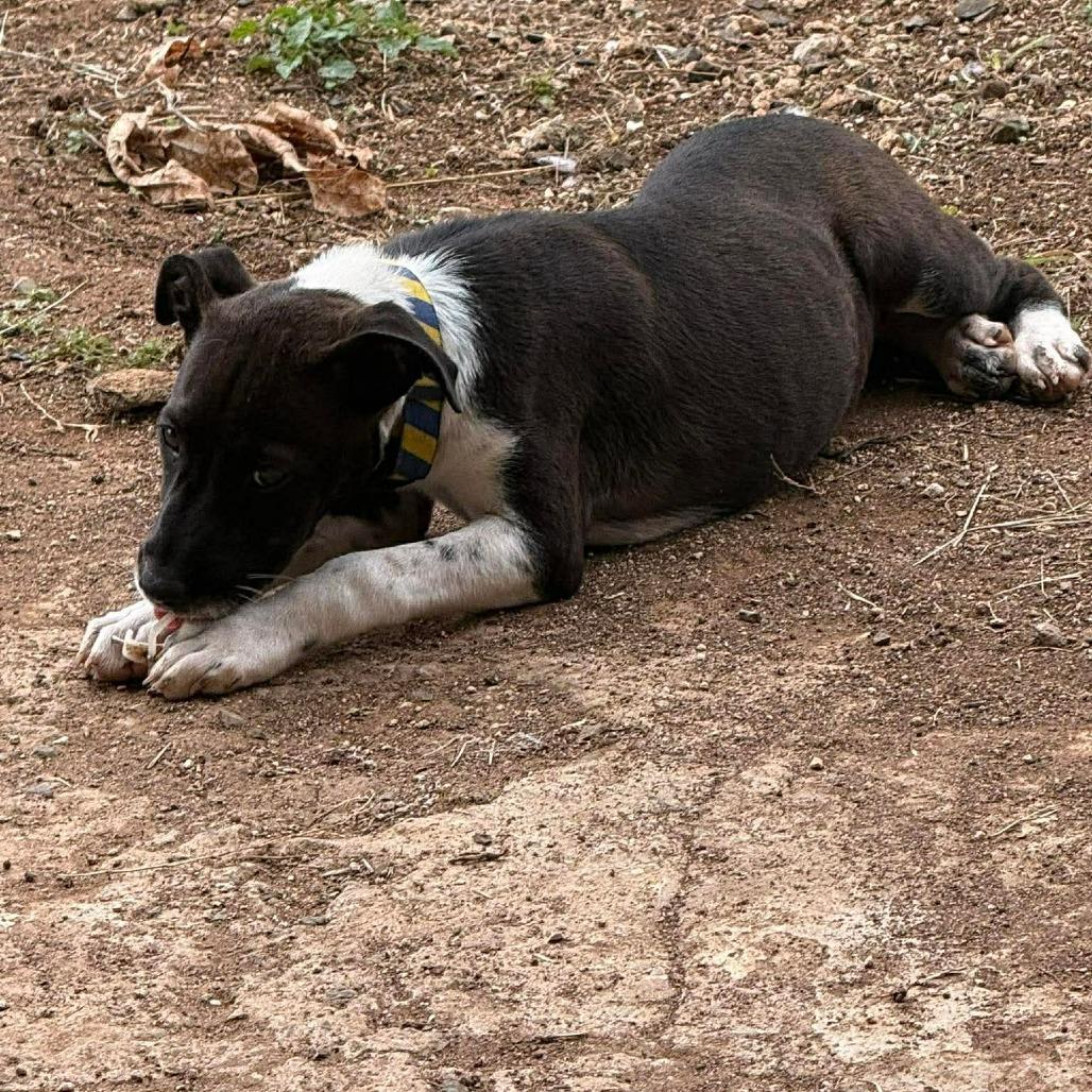 Nandi, a Adoptable Mixed Breed in Frederiksted, VI image 3/4
