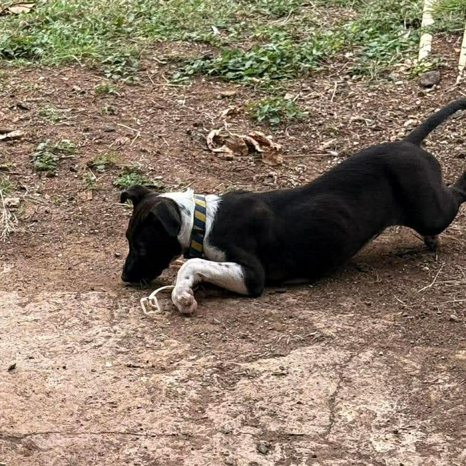 Nandi, a Adoptable Mixed Breed in Frederiksted, VI image 4/4