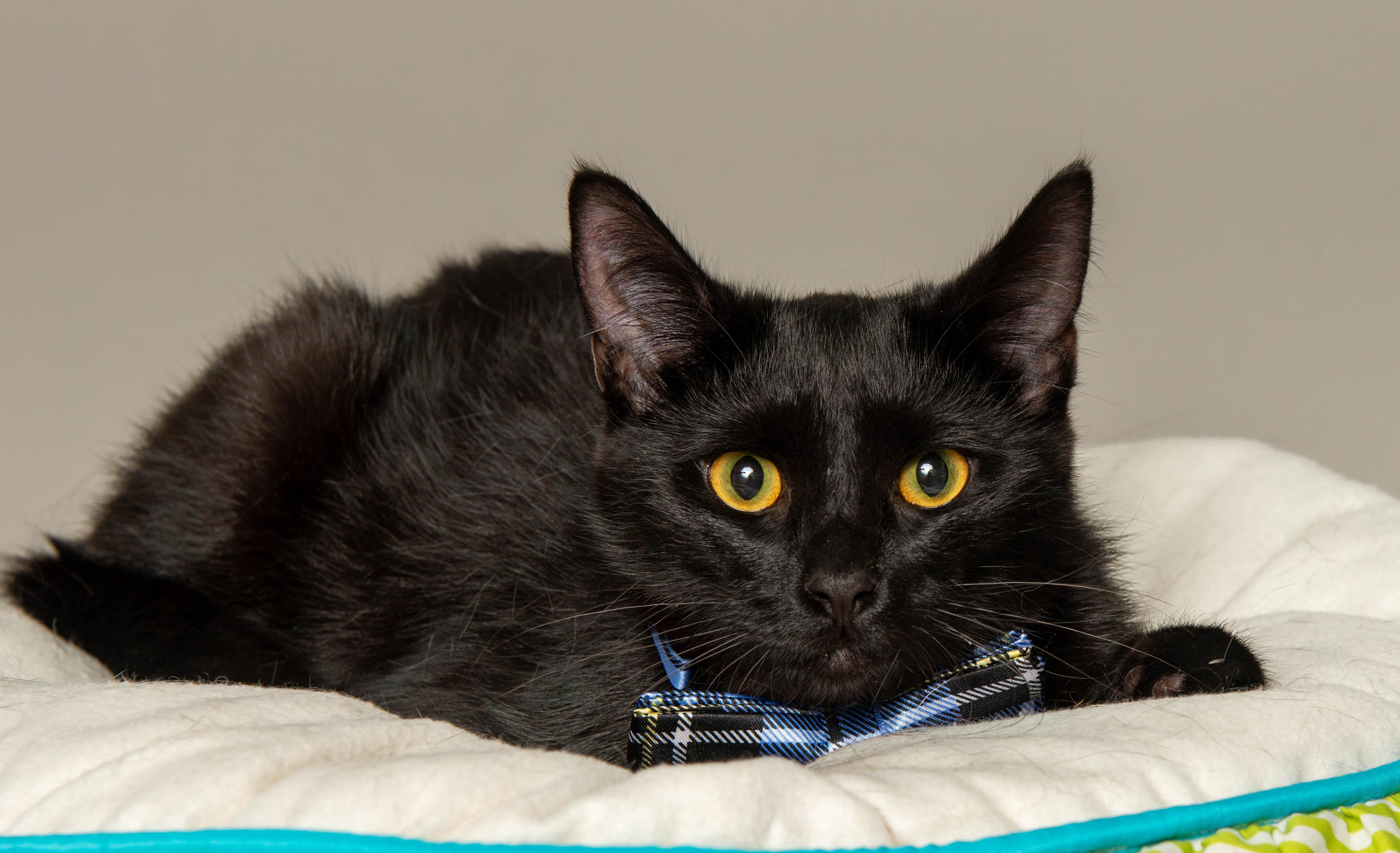 INDIGO, ADOPTABLE, Young Male Domestic Short Hair.