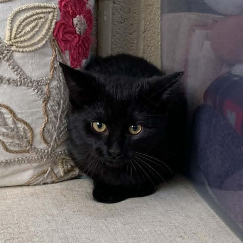 INDIGO, a ADOPTABLE Domestic Short Hair in Wyandotte, MI image 4/4