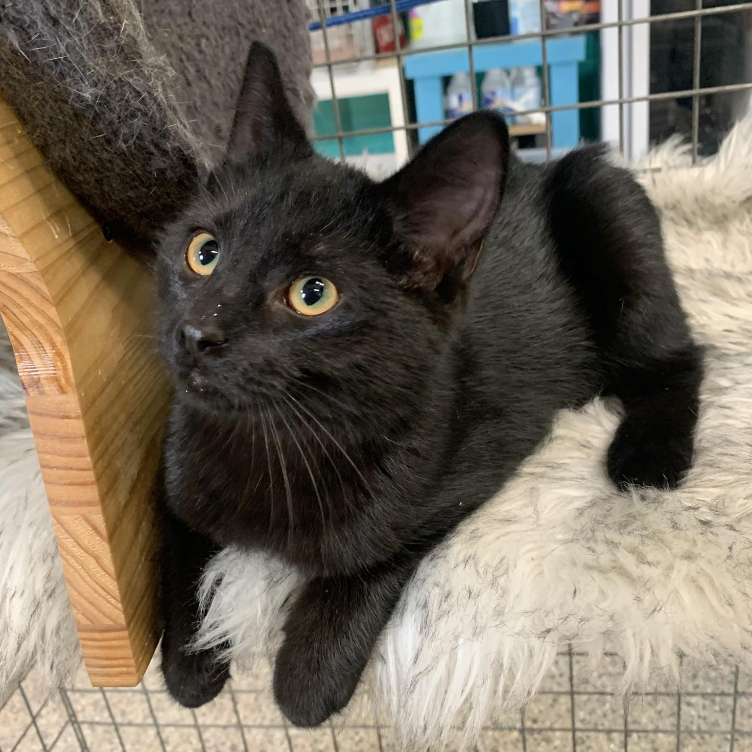 INDIGO, ADOPTABLE, Young Male Domestic Short Hair.