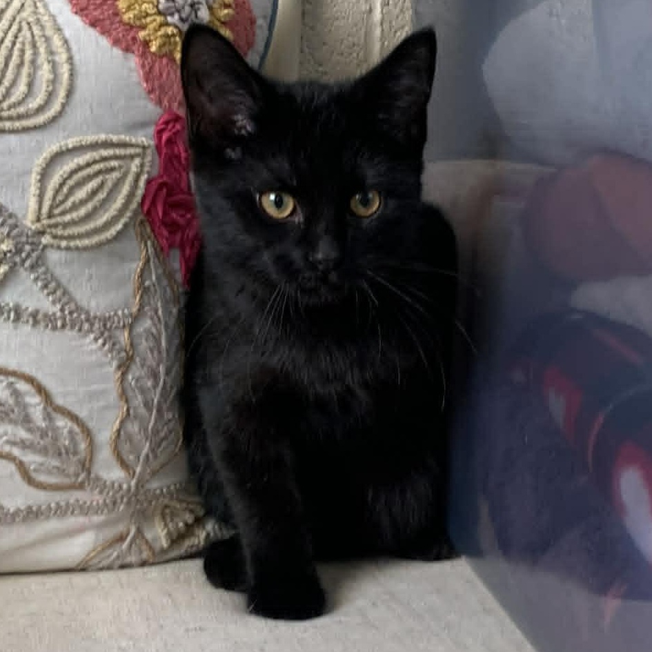 INDIGO, a ADOPTABLE Domestic Short Hair in Wyandotte, MI image 3/4