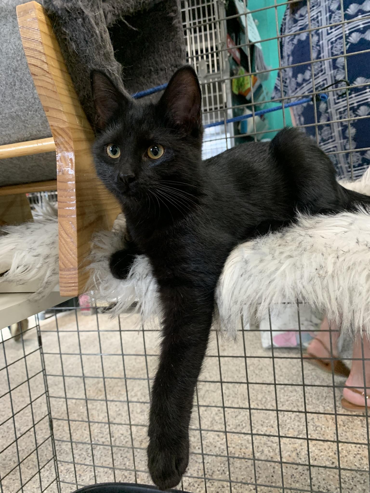 INDIGO, a ADOPTABLE Domestic Short Hair in Wyandotte, MI image 2/4