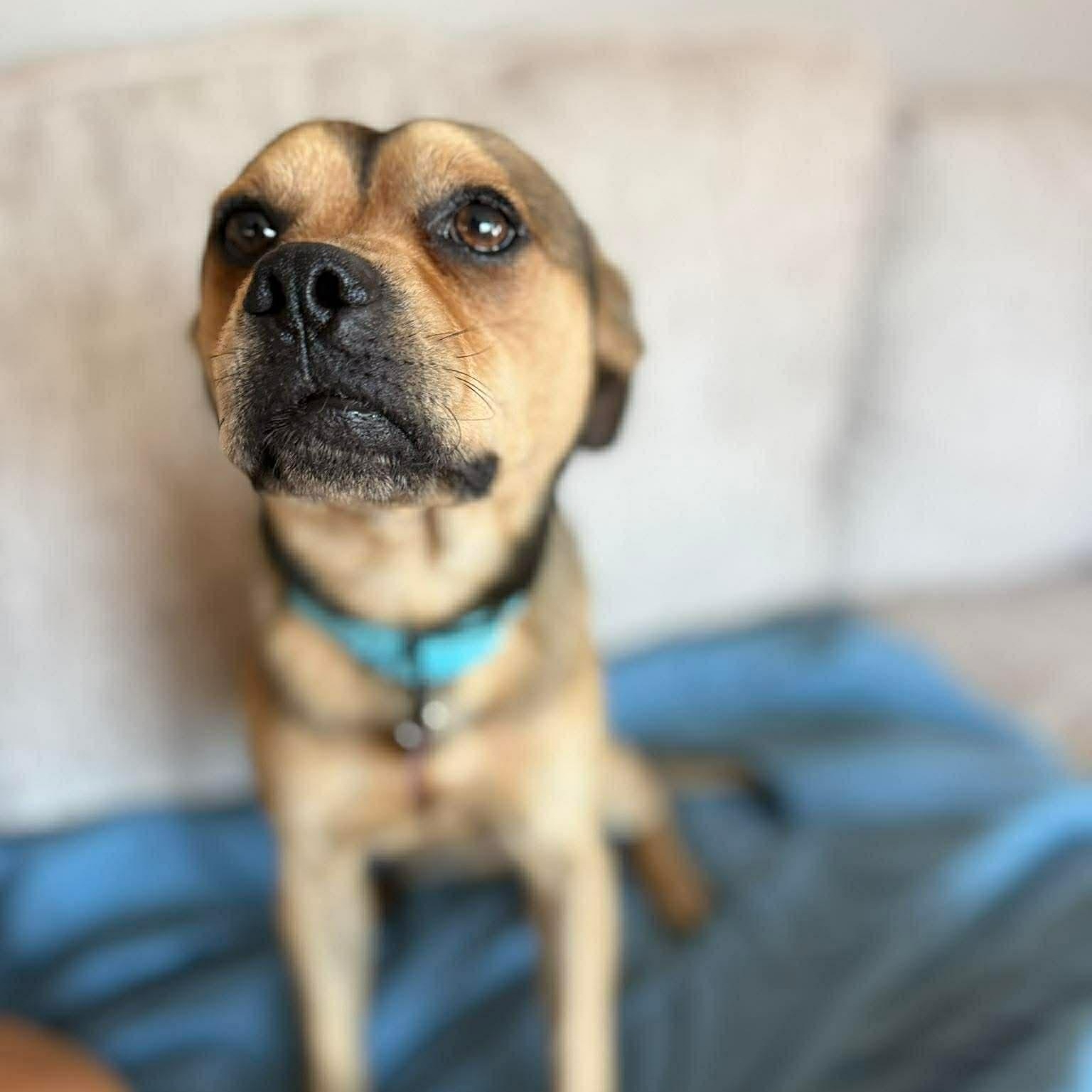 Enlarge Fred, an adopted mixed breed in Geneseo , IL image 3/5