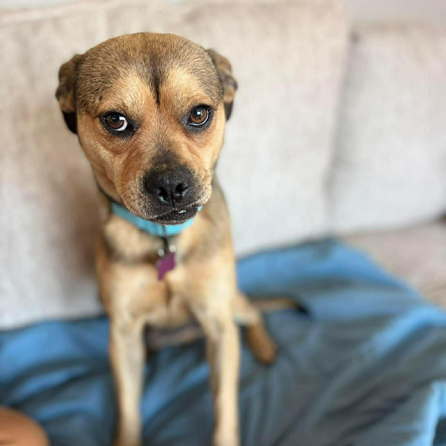 Enlarge Fred, an adopted mixed breed in Geneseo , IL image 5/5