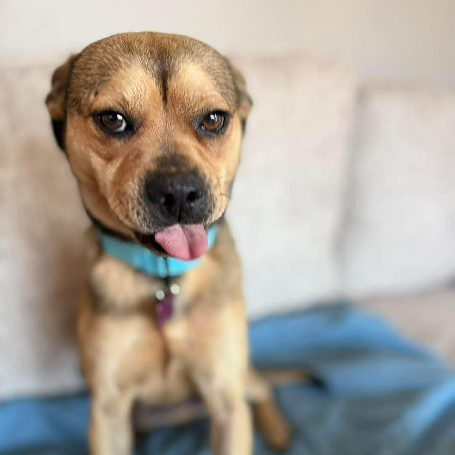 Enlarge Fred, an adopted mixed breed in Geneseo , IL image 2/5