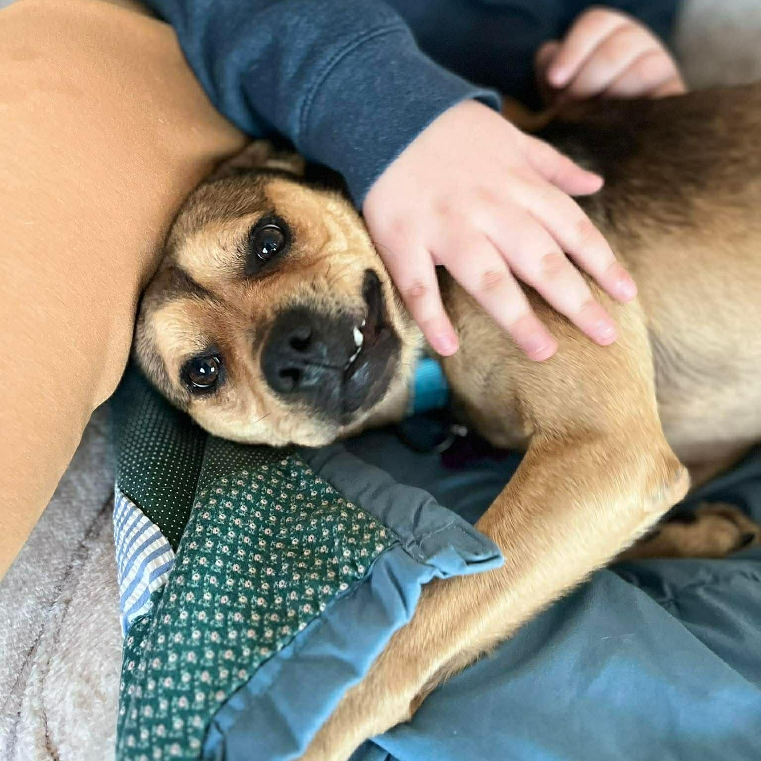 Enlarge Fred, an adopted mixed breed in Geneseo , IL image 4/5