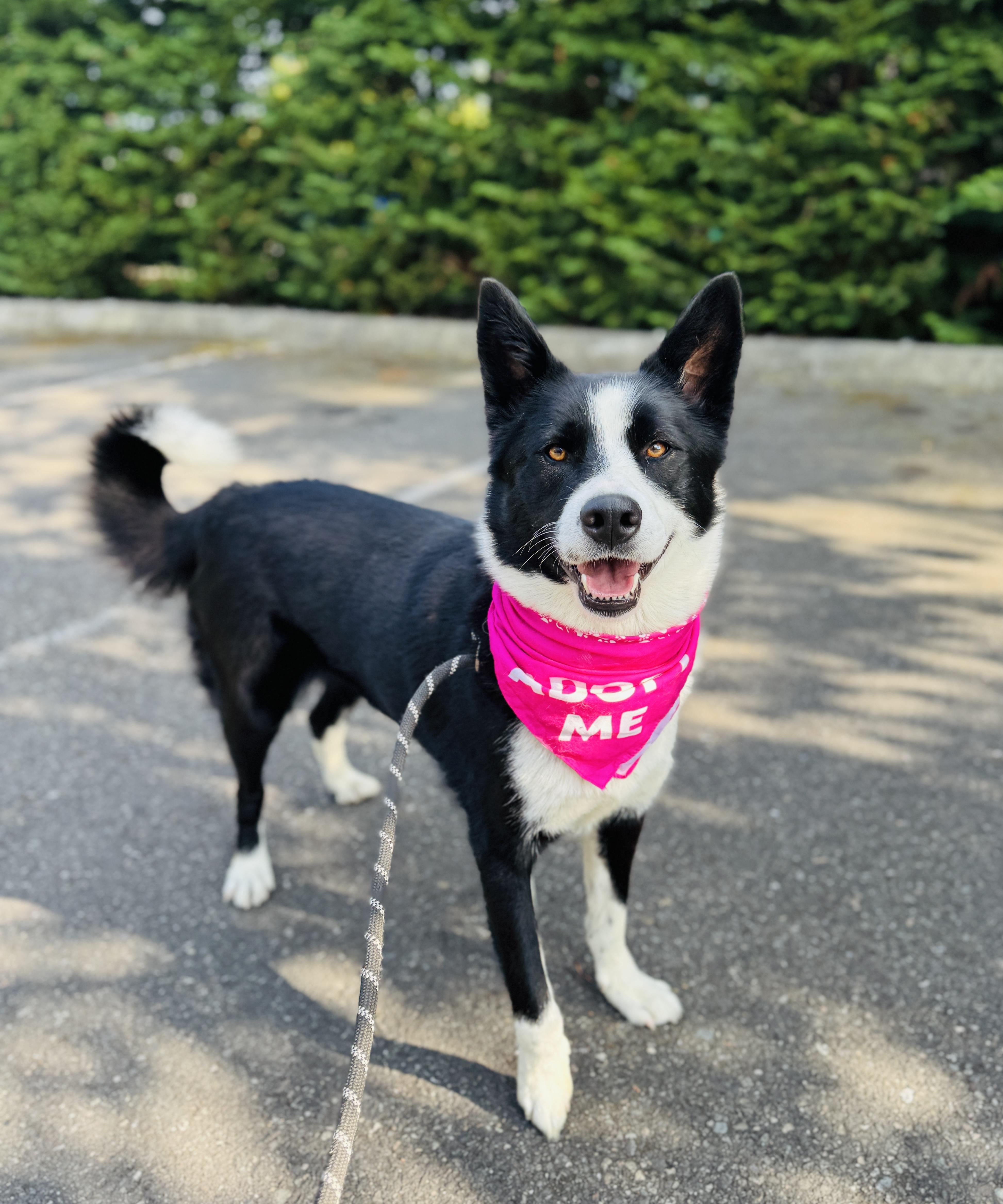 A V Dog And Cat Rescue Vilma: Lifesaving Stories & How to Help