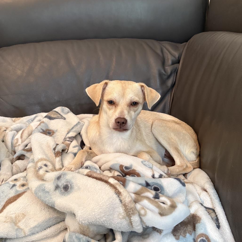 Daphne, Adoptable, Young Female Chihuahua & Mixed Breed.