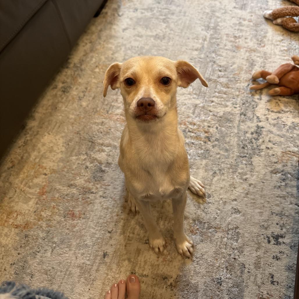 Enlarge Daphne, a Adoptable mixed breed in Summerfield, NC image 2/6