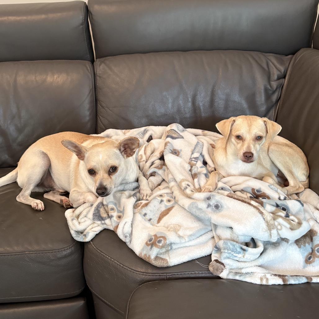 Enlarge Daphne, a Adoptable mixed breed in Summerfield, NC image 3/6