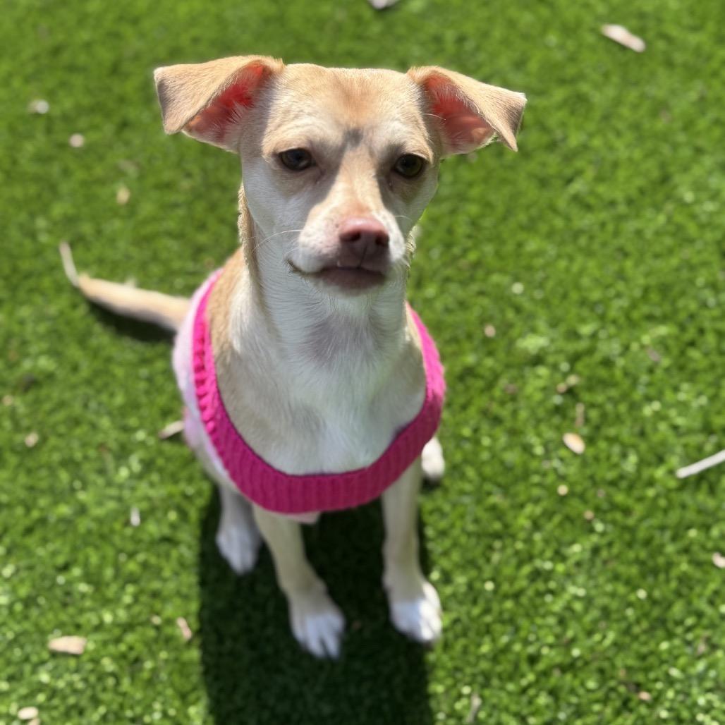 Enlarge Daphne, a Adoptable mixed breed in Summerfield, NC image 4/6