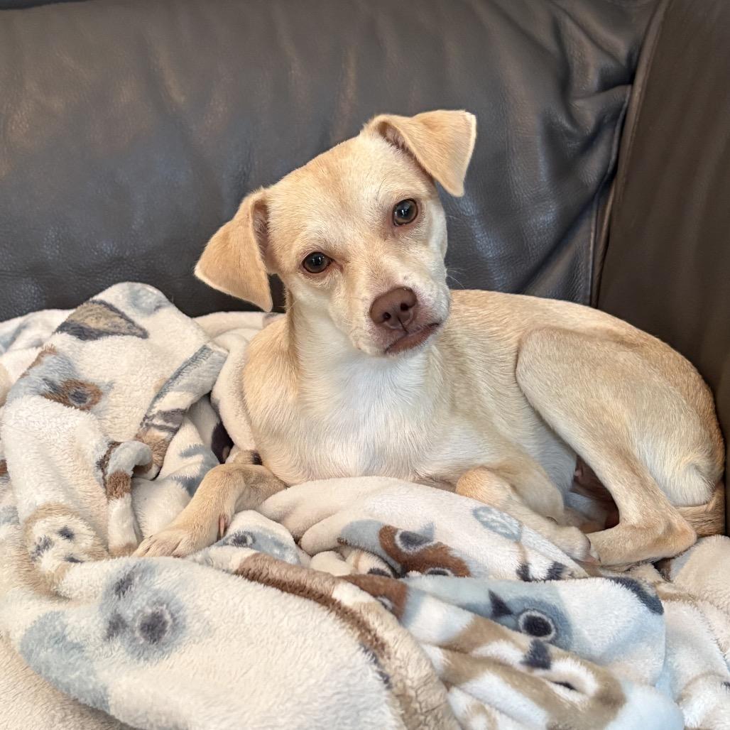 Enlarge Daphne, a Adoptable mixed breed in Summerfield, NC image 5/6