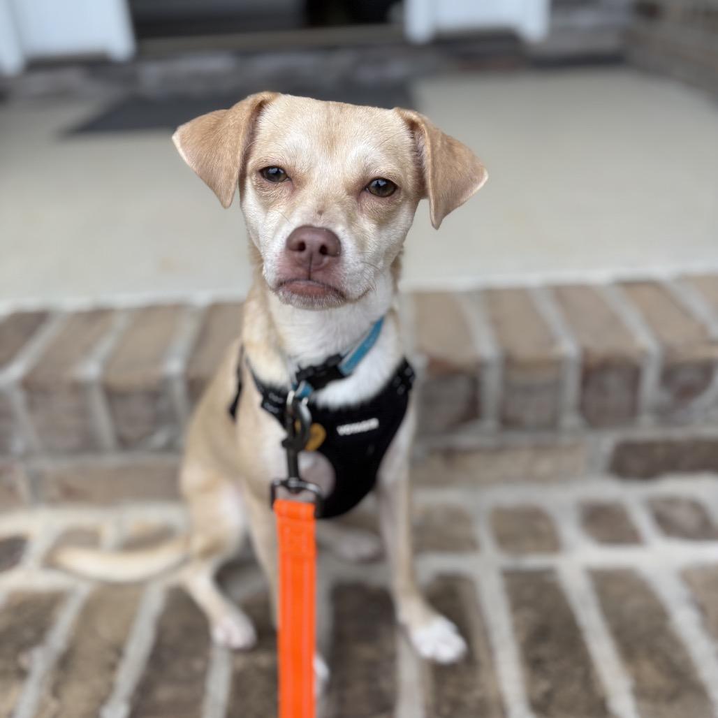 Enlarge Daphne, a Adoptable mixed breed in Summerfield, NC image 6/6
