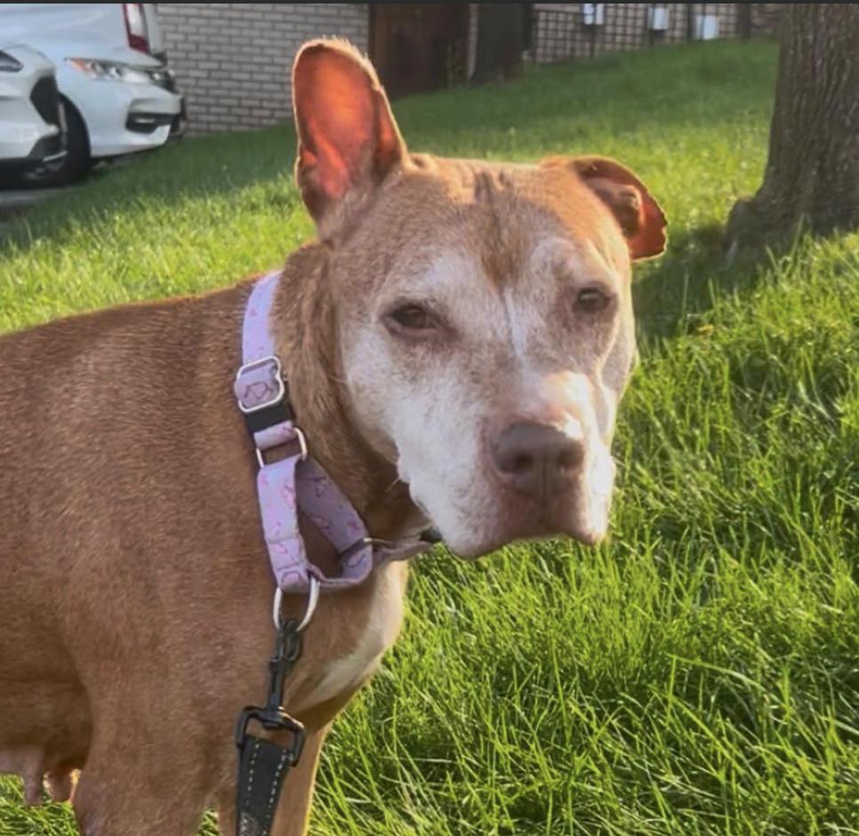 Gigi, Adopted, Adult Female Pit Bull Terrier.