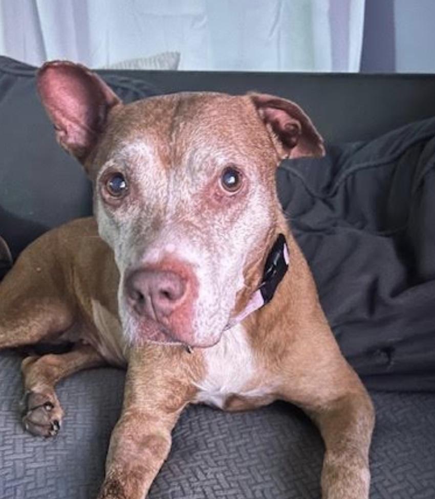 Enlarge Gigi, a Adopted Pit Bull Terrier in Tinton Falls, NJ image 4/6