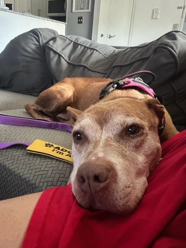Gigi, a Adoptable Pit Bull Terrier in Tinton Falls, NJ image 2/6