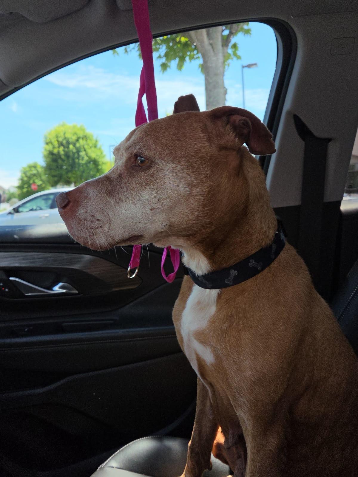 Gigi, a Adoptable Pit Bull Terrier in Tinton Falls, NJ image 3/6