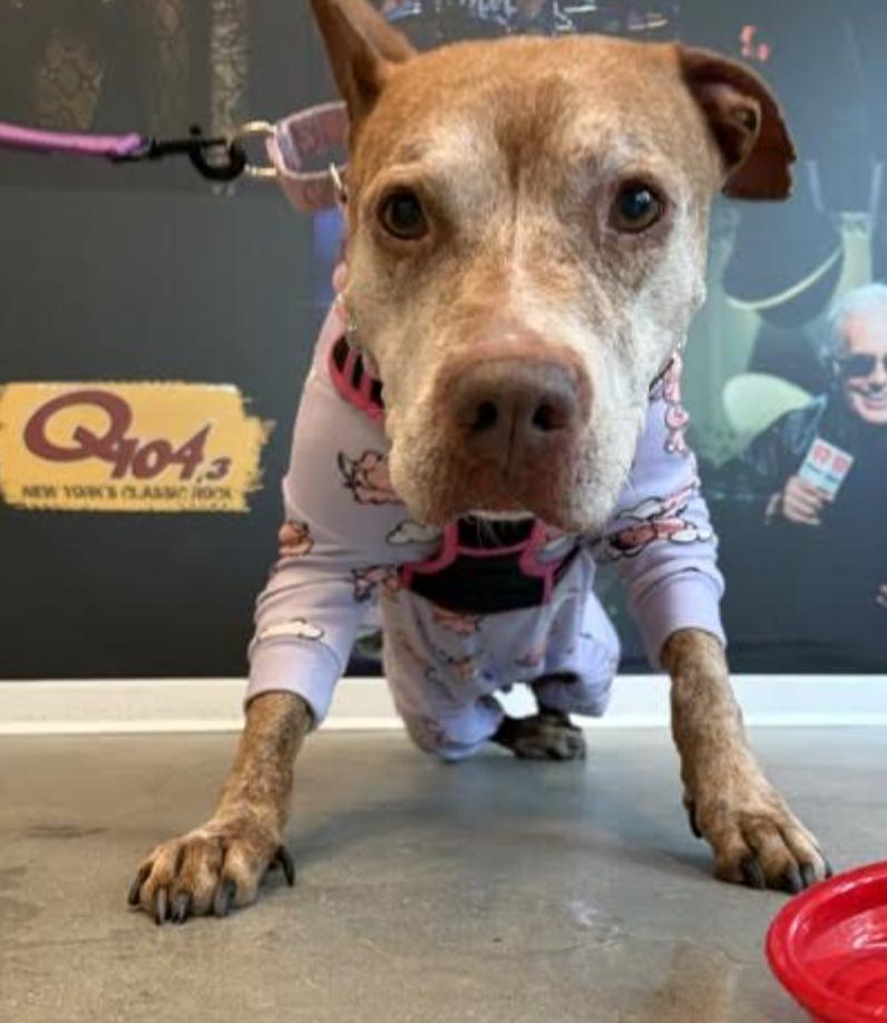Gigi, a Adoptable Pit Bull Terrier in Tinton Falls, NJ image 6/6