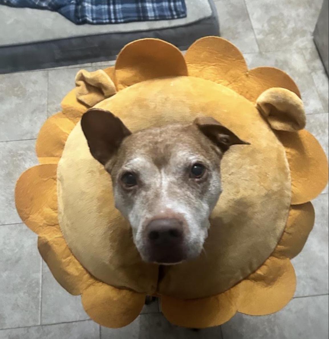 Gigi, Adoptable, Adult Female Pit Bull Terrier.