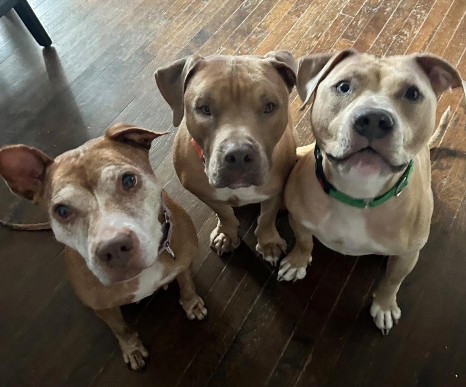 Enlarge Gigi, a Adopted Pit Bull Terrier in Tinton Falls, NJ image 5/6