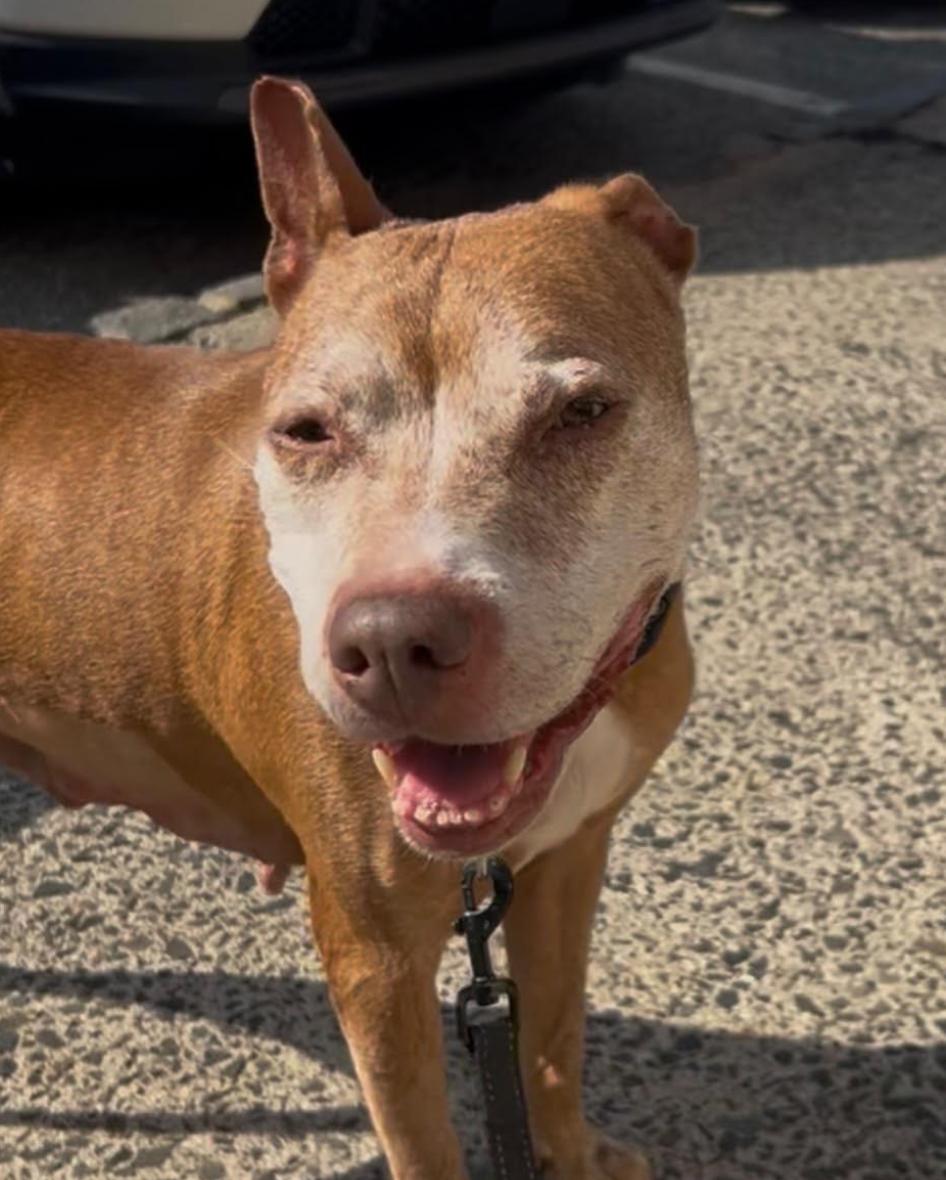 Enlarge Gigi, a Adopted Pit Bull Terrier in Tinton Falls, NJ image 2/6