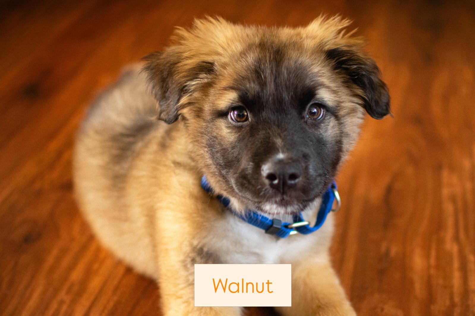 Enlarge Walnut, a Adoptable Shepherd in Sunnyvale, CA image 1/1